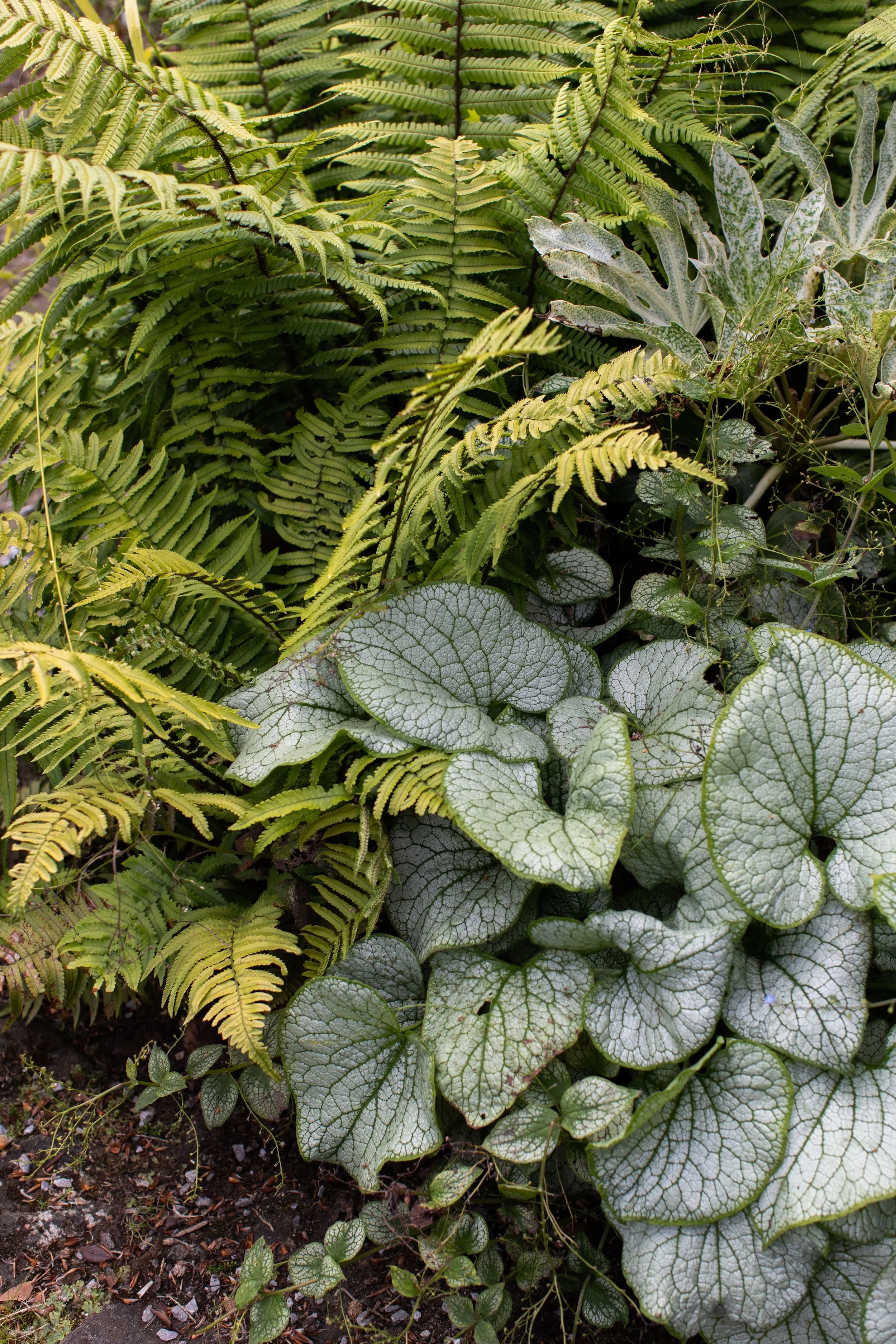 Plant guide: Brunnera macrophylla 'Jack Frost' — Victoria Wade